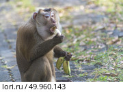 Pig-tailed macaque at khao yai national park. Стоковое фото, агентство Ingram Publishing / Фотобанк Лори