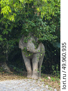 Asian elephant in Khao Yai National Park. Thailand. Стоковое фото, агентство Ingram Publishing / Фотобанк Лори