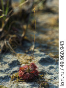 Sundew (Drosera) lives on swamps insects sticky leaves. Leaf of Sundew. Стоковое фото, агентство Ingram Publishing / Фотобанк Лори