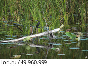 A lake at Sam Roi Yod National Park, Prachuap Khiri Khan, Thailand. Стоковое фото, агентство Ingram Publishing / Фотобанк Лори