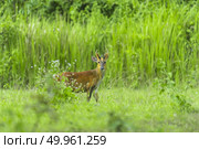 Muntiacus muntjak or fea’s barking deer or so called fea’s muntjac with flowers in background, Khao Yai National Park. Стоковое фото, агентство Ingram Publishing / Фотобанк Лори