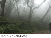 Taiwan Nature Trail in Foggy and Raining Autumn at Yangmingshan National Park in Taipei, Taiwan. Стоковое фото, агентство Ingram Publishing / Фотобанк Лори