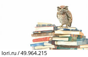 A majestic owl is perched on a stack of books. The owls sharp eyes gaze out, surrounded by the pages of various books. Стоковое AI-изображение, AI-художник Данила Большаков / Фотобанк Лори