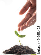 Seedlings are grown with women’s hands were watering. Стоковое фото, агентство Ingram Publishing / Фотобанк Лори