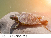 Turtle Rock Water: Turtle sunbathes on rock near water, basking under sunlight during daytime for warmth. Стоковое фото, фотограф svetograph / Фотобанк Лори