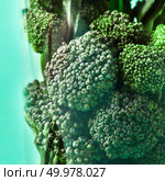 Natural organic background with close-up floats of green broccoli on a green paper. Concept of natural homemade fresh juicy.. Close-up of raw green natural broccoli floats in a plastic glass on a light green background. Стоковое фото, агентство Ingram Publishing / Фотобанк Лори
