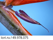 Macro photo of bright petals of strelitzia on a blue background. Exotic flower. Floral background.. Macro photo of bright petals of strelitzia on a blue background. Стоковое фото, агентство Ingram Publishing / Фотобанк Лори