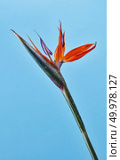 Strelitzia reginae. Bird Of Paradise flower in full bloom on a blue background. Bright exotic flower. Photo as layout for card. Bird Of Paradise flower Strelitzia reginae in full bloom on a blue background. Стоковое фото, агентство Ingram Publishing / Фотобанк Лори