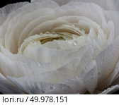 Macro photo of an elegant flower of a white Ranunculus with water drops. A gift for a wedding. Elegant flower of white Ranunculus. Macro photo. Mother’s Day Holiday. Стоковое фото, агентство Ingram Publishing / Фотобанк Лори