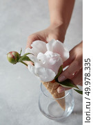 A nice gentle peony and bud in a wafer cone with woman hands on a gray stone background, copy space. Summer concept.. Female hands put in a glass beaker a wafer cup with a beautiful white pion on a gray marble table. Стоковое фото, агентство Ingram Publishing / Фотобанк Лори