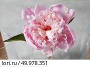 Blooming pink pion with green leaf on a gray background , place for text. Top view, summer concept.. A delicate pink flower pion on a glass on a gray stone table. Top view. Стоковое фото, агентство Ingram Publishing / Фотобанк Лори