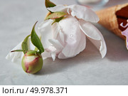 A nice gentle bud of peony in a water droplets in a wafer cone on a gray background with copy space. Summer concept of congratulations for Mothers Day. The droplets of water on a white beautiful flower pion on a gray background. Стоковое фото, агентство Ingram Publishing / Фотобанк Лори