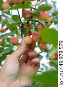 Close-up man’s hand tears off a small organic paradise apple from a tree in the garden. Ripe decorative apples on a branch in the garden. A man’s hand picking an apple from a tree. Стоковое фото, агентство Ingram Publishing / Фотобанк Лори