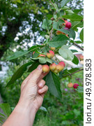 Juicy paradise apples. A man’s hand tears a ripe apple from a tree in a summer garden. The man’s hand tears off the organic paradise apple in the garden on a summer day. Стоковое фото, агентство Ingram Publishing / Фотобанк Лори