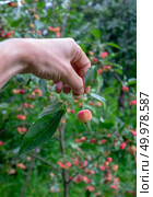 A small ripe decorative paradise apple holding a man in a rural garden in the sunny day. Organic Fruit. A man’s hand holds a small paradise apple with green leaves in the garden. Стоковое фото, агентство Ingram Publishing / Фотобанк Лори