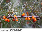 Seabuckthorn berries. In the farm garden is a green branch with ripe organic sea-buckthorn. Healthy Vitamin Food. A branch with orange sea-buckthorn berries and green leaves in the summer garden. Стоковое фото, агентство Ingram Publishing / Фотобанк Лори