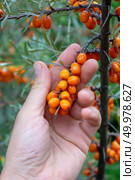 The man’s hand holds ripe sea-buckthorn berries in the garden on a summer day. Healthy Organic Food. Branch with berries of sea-buckthorn in the garden. A man’s hand holds berries. Стоковое фото, агентство Ingram Publishing / Фотобанк Лори