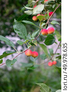 Ripe organic apples in the garden. On a green branch are paradise apples. Growing healthy farm food. Paradise apples on a branch with green leaves in the farm garden. Harvest time. Стоковое фото, агентство Ingram Publishing / Фотобанк Лори