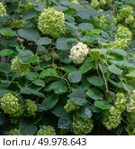 Flowering buds of hydrangeas on a green bush in a garden. Decorative plant. Spring natural background. Green bush with flowers hydrangea in the garden. Floral background. Стоковое фото, агентство Ingram Publishing / Фотобанк Лори