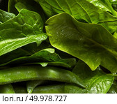 Close-up organic fresh green vegetables background. The green spinach ang peas for cooking a vegetarian salad. Clean detox food.. Natural green leaves of spinach and pods of young green peas with water drops close-up. Стоковое фото, агентство Ingram Publishing / Фотобанк Лори