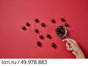 Home grown natural fresh red cherries for cooking jam in metal colander on a red paper background. Concept of clean eating.. Fresh natural organic cherries in the female hands for making homemade delicious natural jam on a red. Copy space. Стоковое фото, агентство Ingram Publishing / Фотобанк Лори