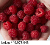 Natural fresh home grown berries of close-up. Natural organic raspberries background.. Close-up ripe sweet ripe raspberries in womens hands. Top view. Стоковое фото, агентство Ingram Publishing / Фотобанк Лори