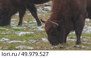 Зубр европейский дикие животные зимой на снегу, Bison bonasus. Стоковое видео, видеограф Дмитрий Якубович / Фотобанк Лори