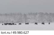 Зубр европейский дикие животные зимой на снегу, Bison bonasus. Стоковое видео, видеограф Дмитрий Якубович / Фотобанк Лори