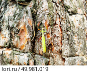 Mantis on pine bark climbing upwards in summer day. Стоковое фото, агентство Ingram Publishing / Фотобанк Лори