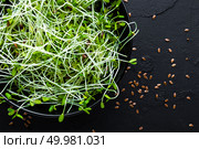 Healthy vegetarian bowl dish with fresh flaxseed sprouts. Plate with raw linseed sprouts salad. Healthy balanced eating. Superfood. Стоковое фото, агентство Ingram Publishing / Фотобанк Лори