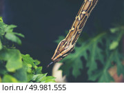 Child hand holding snake boa, Halloween. Стоковое фото, агентство Ingram Publishing / Фотобанк Лори