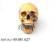 human skull isolated on white, Halloween concept. Стоковое фото, агентство Ingram Publishing / Фотобанк Лори
