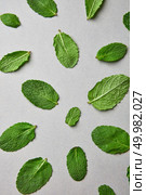 Green mint leaves in different sizes for making cocktails isolated against a gray background, top view. Green leafs of cocktail mint Isolated on a gray background. Стоковое фото, агентство Ingram Publishing / Фотобанк Лори