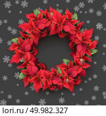 christmas wreath from poinsettia on grey background with snowflakes. christmas wreath from poinsettia. Стоковое фото, агентство Ingram Publishing / Фотобанк Лори