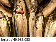 fresh raw fish mackerel in the store. Freah fish in the store. Стоковое фото, агентство Ingram Publishing / Фотобанк Лори