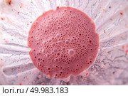 Fresh strawberries with yoghurt in glass blender mixing together. Top view of cocktail or smoothies preparing.. Freshly made strawberries smoothie with chia seeds in blender cup, top view. Стоковое фото, агентство Ingram Publishing / Фотобанк Лори