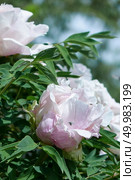 Beetle in flying motion close-up over pink flowers peonies with a bush in bloom against the sky at botanical garden in summer, spring. Soft focus.. Close-up of a flying beetle against the sky and flowering bush with gently pink pion flowers in the summer in a botanical garden. Стоковое фото, агентство Ingram Publishing / Фотобанк Лори