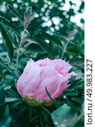 A pink flower peony on a flowering bush with dew drops, shot close-up with soft focus, at dawn in the summer, spring at botanical garden.. A drop of dew on a pink peony flower blooming on a bush, shot close-up on background of green foliage. Стоковое фото, агентство Ingram Publishing / Фотобанк Лори