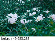 White peonies in the garden on a spring afternoon. Floral background.. Spring garden with blooming white peonies. Natural background. Стоковое фото, агентство Ingram Publishing / Фотобанк Лори