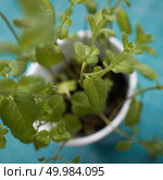Pepper green mints in ceramic pot on a blue background with blurred leaves removed from flat lay. Green nature background. Pepper mints in Vegetable Garden on a blue background. Стоковое фото, агентство Ingram Publishing / Фотобанк Лори