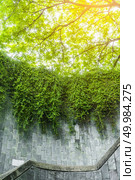 green Shrub tree with space. Стоковое фото, агентство Ingram Publishing / Фотобанк Лори