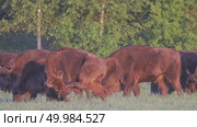 Зубр европейский дикие животные, Bison bonasus. Стоковое видео, видеограф Дмитрий Якубович / Фотобанк Лори