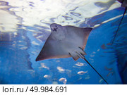 Stingray fishes swimming free in the aquarium. Stingray fishes swimming free. Стоковое фото, агентство Ingram Publishing / Фотобанк Лори