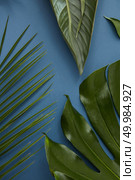 Half of tropical jungle Monstera leaf, palm leaf isolated over blue background. Swiss Cheese Plantand palm leaf represented for decoration or designing of any poster or birthday card.. Green leaves isolated. Стоковое фото, агентство Ingram Publishing / Фотобанк Лори