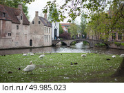 white swans on the pond Bruges, Belgium. White swans on the pond. Стоковое фото, агентство Ingram Publishing / Фотобанк Лори