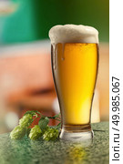 Glass of beer and hops on a Empty wooden table against green natural background. Glassof keg of beer and hops. Стоковое фото, агентство Ingram Publishing / Фотобанк Лори