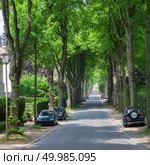 Road in a town with line or row of trees that completely cover the sky and parked cars ,Brussel. Road in a town with line or row of trees. Стоковое фото, агентство Ingram Publishing / Фотобанк Лори
