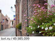 beautiful flowers on the balconies in Bruges. Balcony with flowers. Стоковое фото, агентство Ingram Publishing / Фотобанк Лори