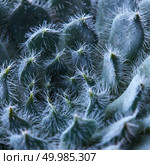 Echeveria Bristly close-up, pattern of fuzzy succulent petals. Natural background. Natural background of petals Echeveria Bristly. Стоковое фото, агентство Ingram Publishing / Фотобанк Лори