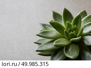 Evergreen succulent perennials with rosettes of fleshy leaves and racemes or panicles of urn-shaped flowers. Arrangement with succulent or cactus for interior design. Стоковое фото, агентство Ingram Publishing / Фотобанк Лори